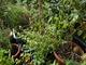 #1: Caryopteris 'Sunny Blue'