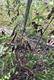 #2: Viburnum bodnantese „Dawn“
