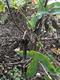 #3: Viburnum bodnantese „Dawn“