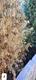#3: Juniperus Communis retterbar ?