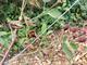 #1: Brombeeren 