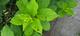 #1: Frass-Sch�den an Bl�ttern
