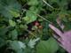 #1: Peruanische Wildtomate