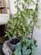 #1: Clematis unsch�ne Bl�tter