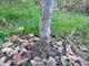 #1: Kann ich den Baum noch retten?