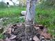 #2: Kann ich den Baum noch retten?