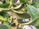 #2: Kumquat verliert Bl�tter