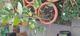 #1: Fragola Orange