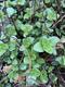 #1: Origanum vulgare /Gew�hnlicher Dost.