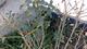 #3: Osmanthus burgwoodii