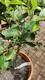 #1: Rosa Weisse Fingerlimette 'Wauchope'
