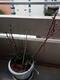 #1: Welches Problem haben diese gelben Topfrosen