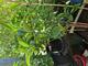 #3: W�chst nicht?