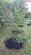 #1: Strauchkirsche halb erfroren?