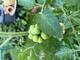 #1: Frucht dieser Wildtomate