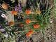 #1: Kniphofia Papaya Gr��e