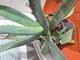 #2: Agave, Umtopfen und Pflege 