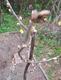 #2: Cassissima Hochstamm Noiroma