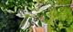 #2: Schadhafte Bl�tter mit weissem Belag