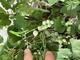 #1: Wei�er Belag auf den Beeren