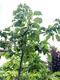 #1: Was ist los bei meinem Aofelb�umchen?