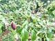 #2: Was ist los bei meinem Aofelb�umchen?