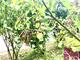 #3: Was ist los bei meinem Aofelb�umchen?