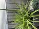 #2: Was sind das f�r Triebe?