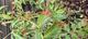 #2: Heidelbeere geht ein?