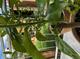 #1: Limette