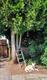 #1: Kleiner Rambler f�r Baum geeignet?