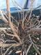 #2: Heidelbeere Blautropf