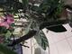 #1: Meine Plumeria treibt nicht mehr neu aus