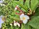 #2: Meine Plumeria treibt nicht mehr neu aus