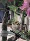 #3: Meine Plumeria treibt nicht mehr neu aus