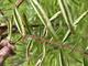 #2: Eberesche „ Edulis „