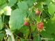 #1: Beeren sehen komisch aus.