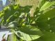 #1: Indianerbanane