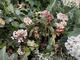 #1: Hortensie Endless