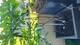 #2: Yuzu Baum mit Fruchtansatz