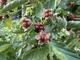 #1: Brombeere Navaho Bigandearly
