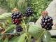 #2: Brombeere Navaho Bigandearly
