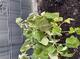 #1: Kaputtes Laub an Plentiful