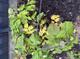 #3: Kaputtes Laub an Plentiful