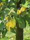 #2: Was hat der Apfelbaum f�r eine Krankheit ? 