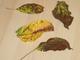 #3: Was hat der Apfelbaum f�r eine Krankheit ? 