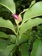 #1: verkorkste Magnolienbl�te