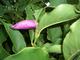 #2: verkorkste Magnolienbl�te