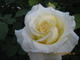 #2: Busch oder Strauchrose?