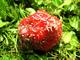 #1: Was f�r Tierchen sind in meinen Erdbeeren?